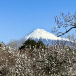 ゴルフ会員権の魅力と注意点