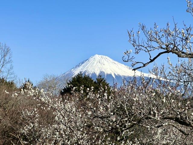 ゴルフ会員権の魅力と注意点